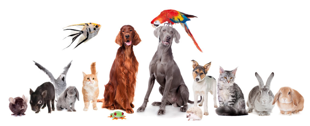 residents-with-pets